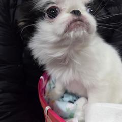 Beth - Black and white female Japanese Chin puppy in Salem, Oregon from Chinnychinchinofsalem
