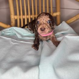Pink - Dapple female Dachshund puppy in Yuba City, California from Mulberry Dachshunds