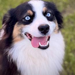 Aussiedoodle, Miniature Australian Shepherd, and Poodle Puppies from Classic K9’s  Aussies & Doodles