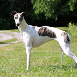 Willow - Whippet