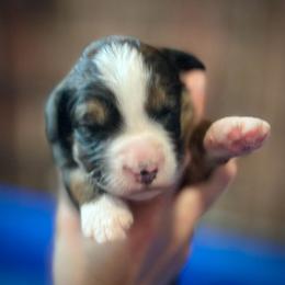 America - Sable female Bernedoodle puppy in Kansas City, Missouri from Beary GoldenDoodles