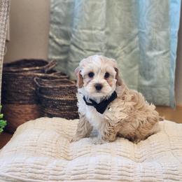 Meet Murphy :) - Apricot male Cavapoo puppy in Centerville, Iowa from Barnyard Dachshunds, Dals & Doodles