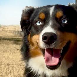 Australian Shepherds, Miniature Australian Shepherds, and Toy Australian Shepherds from Brushy Creek Aussies & Mini Aussies