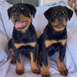 Rottweilers from Hill Top Rottweiler