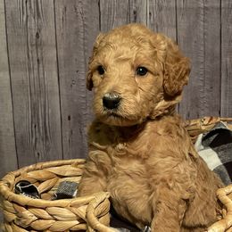 Oscar - Apricot Goldendoodle puppy in Chelan, Washington from North Cascades Doodles