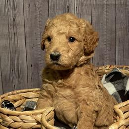 Oscar - Apricot Goldendoodle puppy in Chelan, Washington from North Cascades Doodles