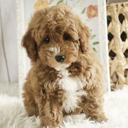 Josie - Red  female Poodle puppy in Etna Green, Indiana from Perfect Match Poodles