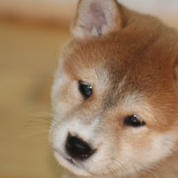 Shiba Inu from Yellow Gate Kennel