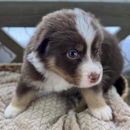 Girl 3: Poppy - Red tri-color female Australian Shepherd puppy in Volant, Pennsylvania from Addie's Aussies