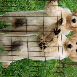 Golden Retriever Puppies from Bryeridge Goldens
