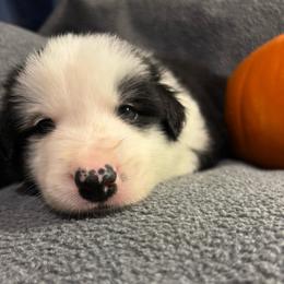 Boy two-Joshua - Black and white male Border Collie puppy in Roanoke, Virginia from Romestar performance K9
