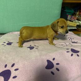 Brown girl - Wild boar female Dachshund puppy in Live Oak, Florida from The Weenie Herd Mom