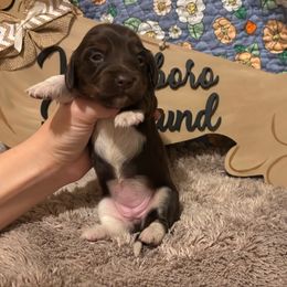 Brown Sugar - Piebald female Dachshund puppy in Whitesboro, Texas from Whitesboro Dachshund