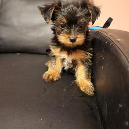Brady - Black and tan male Yorkshire Terrier puppy in Chickasha, Oklahoma from SISSYS YORKIES