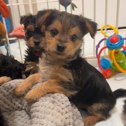 Huey - video available - Black & tan tri-color male Morkie puppy in Seneca, Missouri from M.Y. Morkies and Yorkies