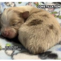 Constillation - Red merle male Australian Shepherd puppy in Bethany, Connecticut from Wynter Thyme Manor Australian shepherds