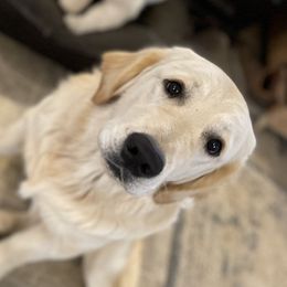 Boy 1 - Light golden Golden Retriever puppy in Moses Lake, Washington from Mae Valley Sweethearts Golden Retrievers