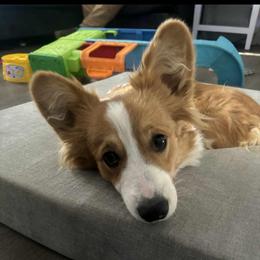 Birdie - Pembroke Welsh Corgi