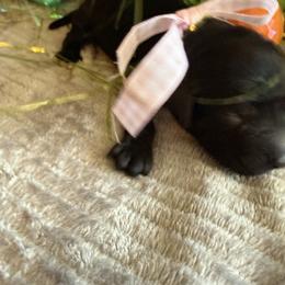 Bunny - Black female Goldendoodle puppy in Lexington, North Carolina from Southern Grace Acres