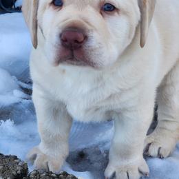 Labrador Retriever Puppies from Pure Gem Kennel