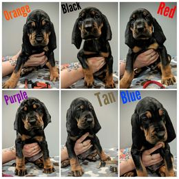 Black and Tan Coonhound and Bracco Italiano Puppies from Old Soul Black & Tan Coonhounds