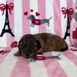 Brindle boy - Brindle male Dachshund puppy in Willow Springs, Missouri from Krazy Acre Farm