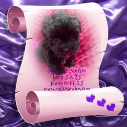 Sydney F Morkie - Black female Morkie puppy in Silverhill, Alabama from Malteseuluv’s Tiny Treasurers