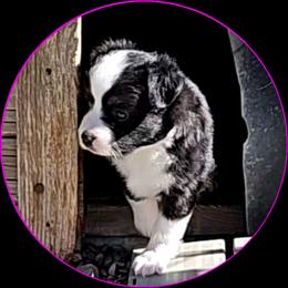 Dawn - Black tri female Toy Australian Shepherd puppy in Snowflake, Arizona from Halfpint Aussies