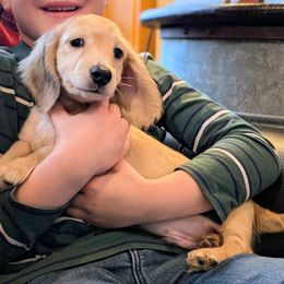 Silverdo - Cream male Dachshund puppy in Moscow, Idaho from Bailiwick of Gurnsey