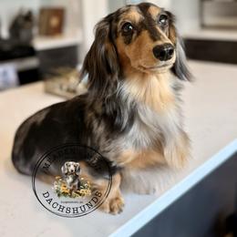 Ivy - Dachshund