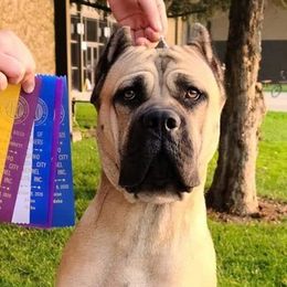 Cane Corso from Sharon Lloyd