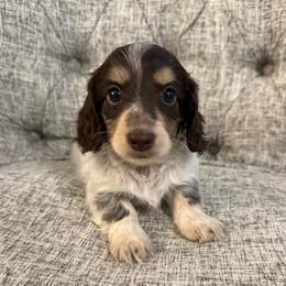 Bandit - Dapple male Dachshund puppy in Fort Gibson, Oklahoma from Cooper’s Dachshunds