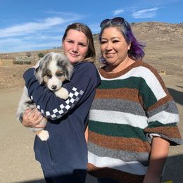 Australian Shepherd Puppies from Flying F Australian Shepherds