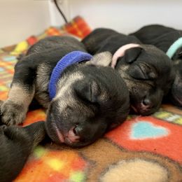 Miniature Schnauzer Puppies from Howleluyah
