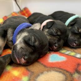 Miniature Schnauzer Puppies from Howleluyah
