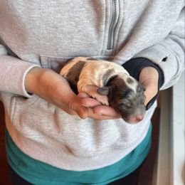 Joy - Tri-color female Bernedoodle puppy in Constableville, New York from Zehr’s Labradoodles & Bernedoodles