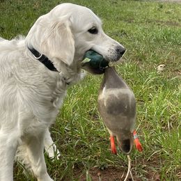 Golden Retriever All Grown Up from Amberidge Golden Retrievers
