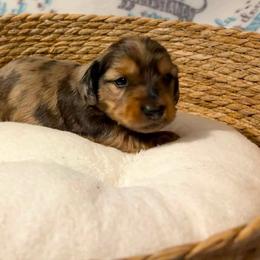 Theodore - Dapple male Dachshund puppy in Sterling, Colorado from Sterling Miniature Dachshunds