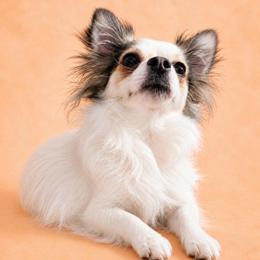 Luna - Chihuahua