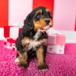 Lizzie-Teal - Tri-color female Bernedoodle puppy in Casper, Wyoming from 307 Doodles