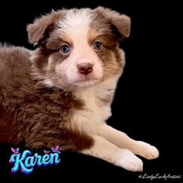 KAREN - Red Tri Female - Red tri-color female Australian Shepherd puppy in Gainesville, Texas from Lady Luck Aussies