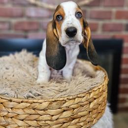 Clove - Black brown and white male Basset Hound puppy in Lone Jack, Missouri from Wee Little Bassets