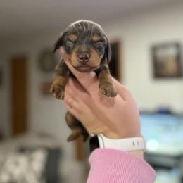 Valentina - Chocolate and tan female Dachshund puppy in Mc Alester, Ok, Oklahoma from New Hope Miniature Dachshunds