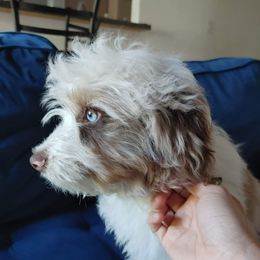 Aussiedoodle Puppies from S & L Oodles of Doodles