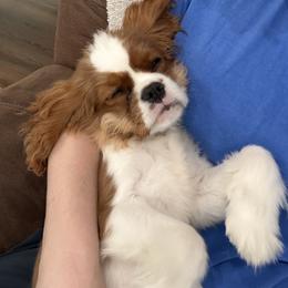 Cavalier King Charles Spaniel Puppies from Farmhouse Cavaliers NC
