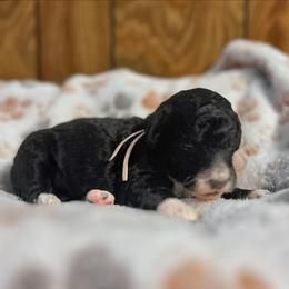 Ashe - Black female Goldendoodle puppy in Pittsburg, Texas from Grace Springs Goldendoodles