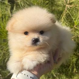 Messi - Cream male Pomeranian puppy in Los Angeles, Santa Clarita, California from LT_Poms