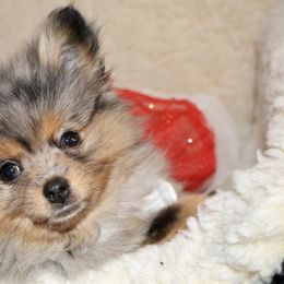 Ruby - Pomeranian