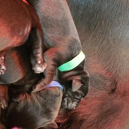 Labrador Retriever Puppies from Condition 1 Retrievers