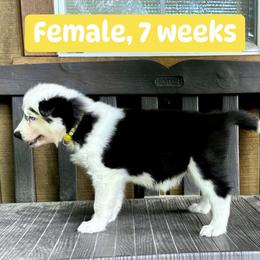 Yellow Collar - Black and white female Yakutian Laika puppy in Bethel, Ohio from Caldersong Kennels